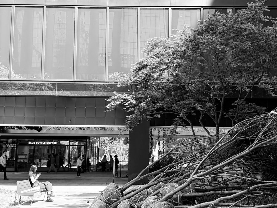 Fallen branches beside a city building